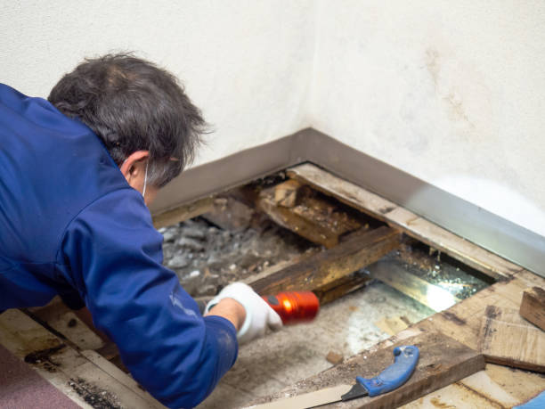 Best Professional Mold Removal  in Shoreacres, TX