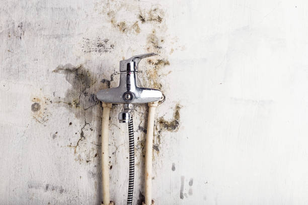 Trusted Shoreacres, TX Mold Removal Experts