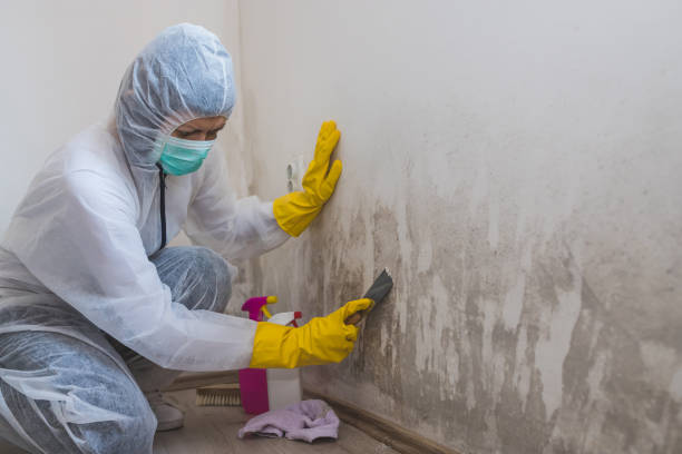 Best Commercial Mold Removal  in Shoreacres, TX