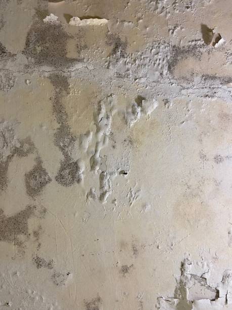Best Same-Day Mold Removal  in Shoreacres, TX