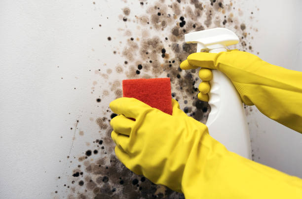 Best Mold Testing  in Shoreacres, TX
