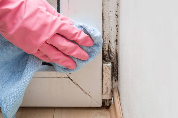Best Crawl Space Mold Removal  in Shoreacres, TX